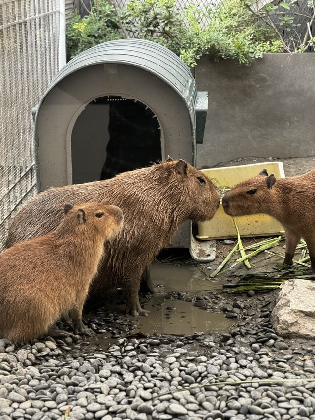 Chill with the capybaras in Tainan