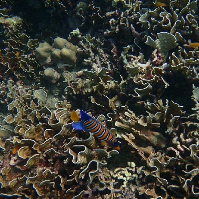 Iboih, Aceh snorkeling.. moment to joy