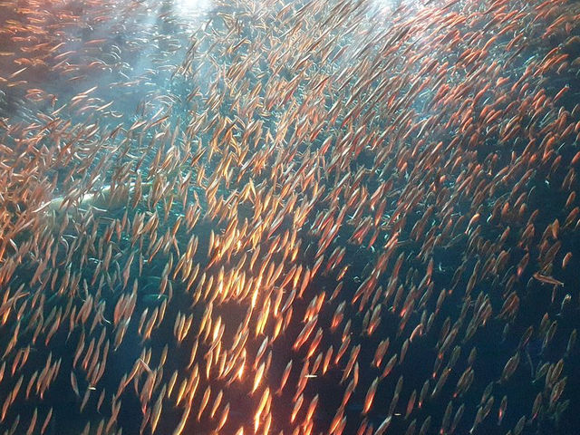 Port of Nagoya Aquarium