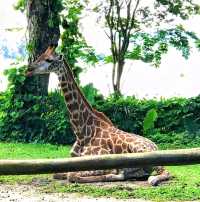 Captivating & immersive wildlife experience
