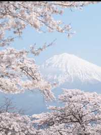 富士山と桜の見える静岡の絶景スポット！大石寺