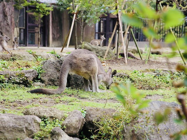 Okapi and the 2 Elephants 