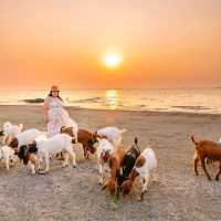 นิวซีแลนด์เมืองไทย 🐏 เขื่อนป่าสัก สระบุรี