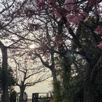 “Enoshima” วันเดียวเที่ยวไม่พอ