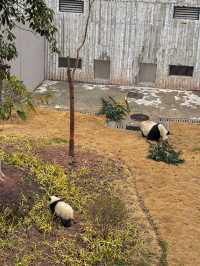 🐼 เยือนถิ่นแพนด้ายักษ์ 🐼 ‘เฉิงตู’ 🇨🇳