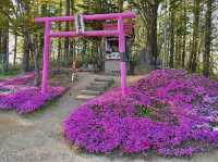 Higashimokoto Shibazakura Park 