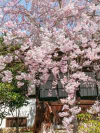 【京都】紅葉が有名だけど、実は立派な枝垂れ桜が見応えのある寺院