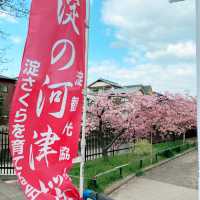 京都　淀水路の河津桜