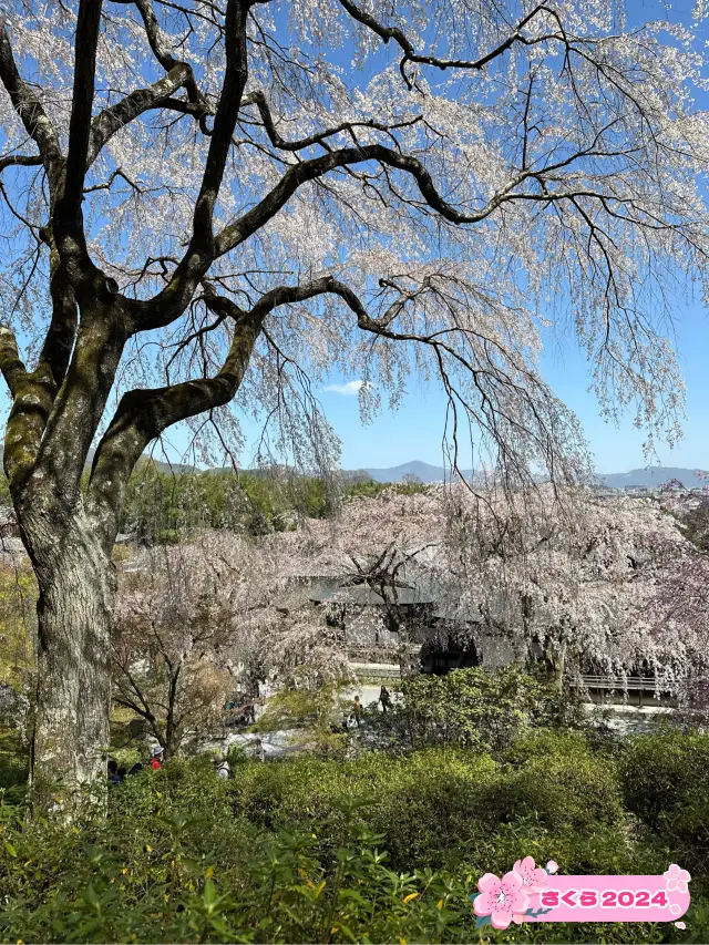 京都おすすめ🌸桜スポット