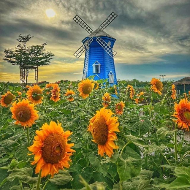 Sunflower Garden