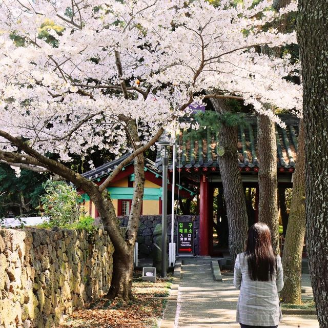 옛스러움과 벚꽃의 화사함이 함께. 제주 삼성혈