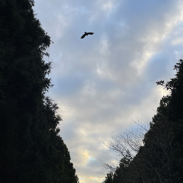 제주 삼나무속으로~~~~~안돌오름 비밀의숲