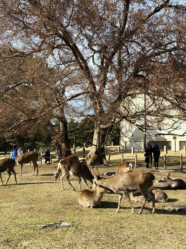 🦌 Oh My Nara Deer! 