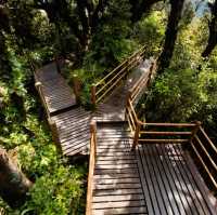 Mossy Forest @Cameron Highland, Malaysia