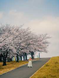 아카바네 사쿠라츠츠미 공원 🌸