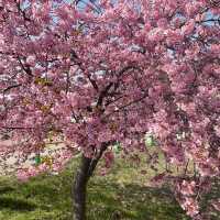 Look at the cherry blossoms!!!