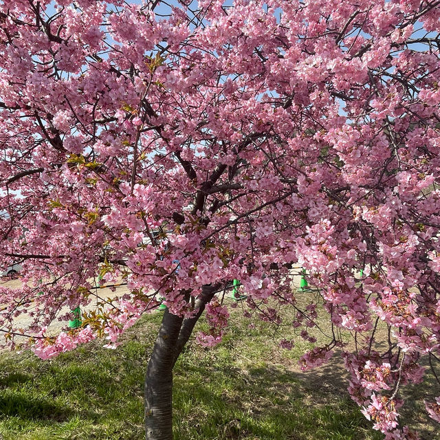 Look at the cherry blossoms!!!