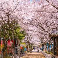 【首爾必遊】樂天世界櫻花季，享受快樂時光！