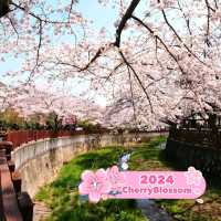 Yeojwacheon Stream (Jinhae Romantic Bridge)