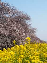【埼玉】日本のさくら名所100選のひとつ『熊谷桜堤』
