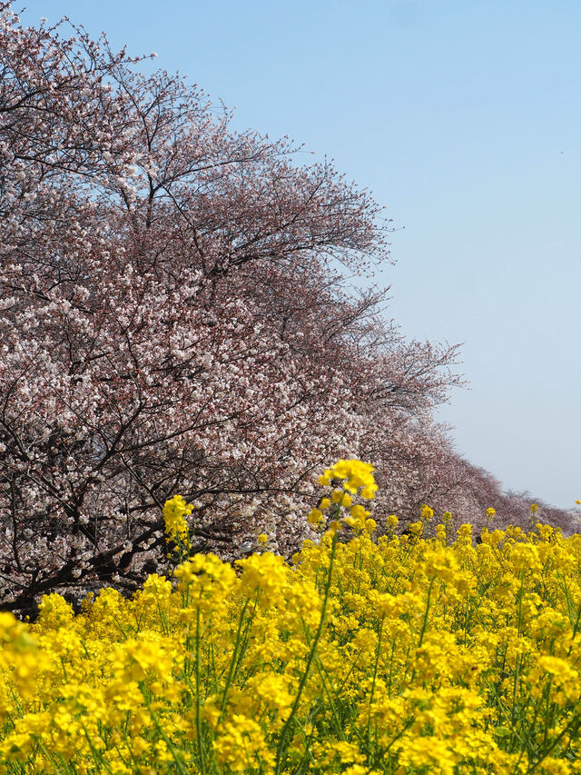 【埼玉】日本のさくら名所100選のひとつ『熊谷桜堤』