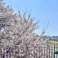 남들보다 빠르게 벚꽃볼 수 있는 청주 벚꽃명소🌸