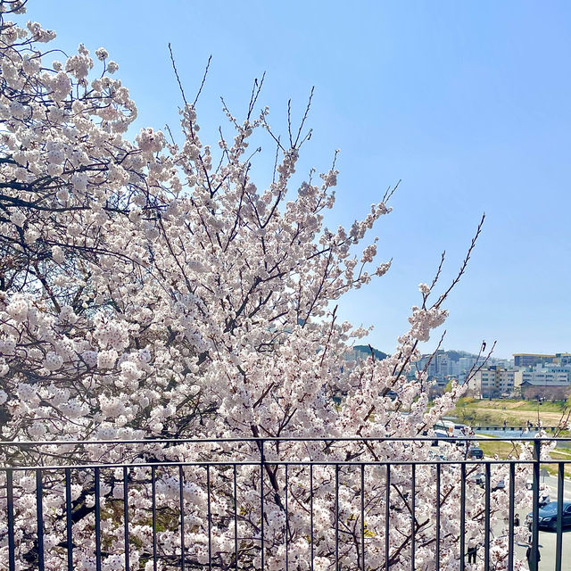 남들보다 빠르게 벚꽃볼 수 있는 청주 벚꽃명소🌸