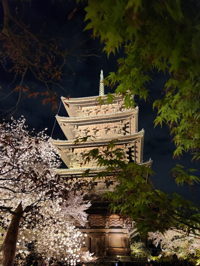 【京都東寺】夜遊櫻花🌸，心靈淨化