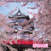Cherry Blossom Extravaganza | Hirosaki Castle