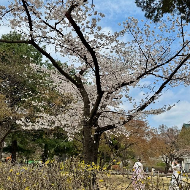 Hanbok: Gyeongbokgung Palace 🌸 