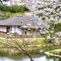 🌸 Immerse Yourself in Sakura Splendor: Shukkei-en Garden, a Tranquil Oasis in Hiroshima! 🍃🏯✨