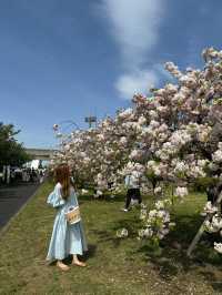 都内でネモフィラ！見頃はまだまだ続く！舎人公園