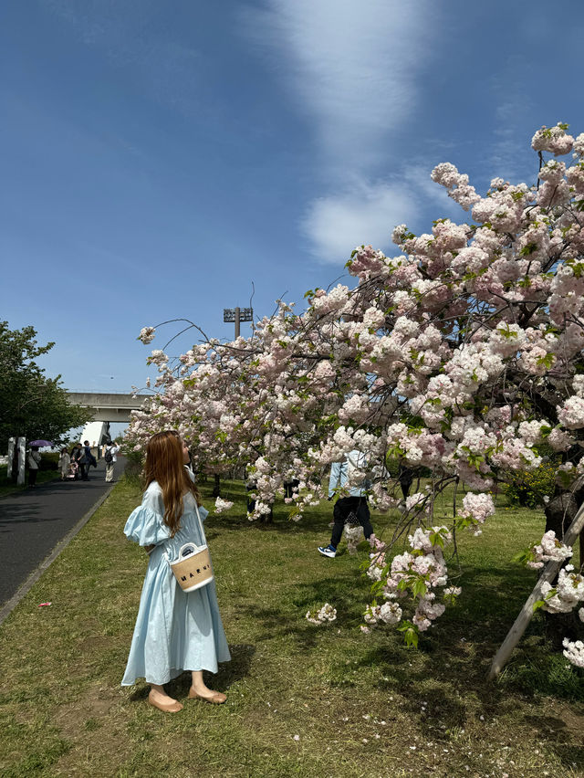 都内でネモフィラ！見頃はまだまだ続く！舎人公園