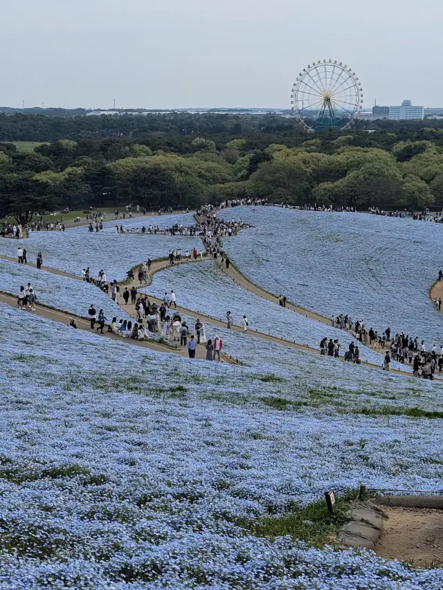 Hitachi Seaside Park