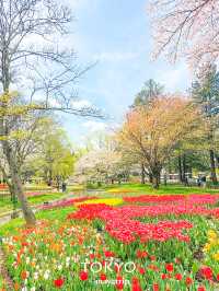 【東京】まるでオランダのような公園〜チューリップと桜〜