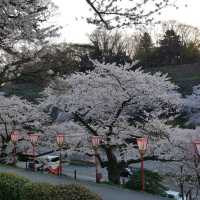 Cherry Blossom at Kanazawa Castle Park