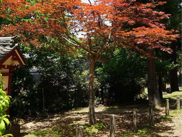 【奈良公園】二月堂：靜享大自然，適合春天旅行