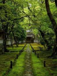 綠色秘境：西芳寺，苔之詩篇