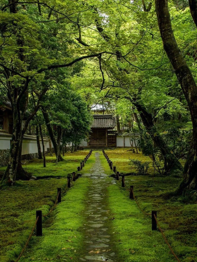 綠色秘境：西芳寺，苔之詩篇