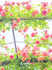 【神奈川/横浜】横浜と思えないほどザ・イングリッシュガーデン