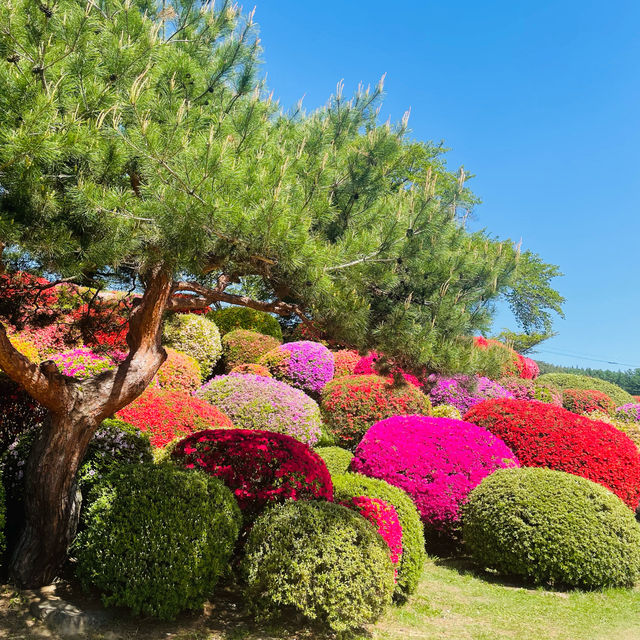 【長野県/岡谷　色とりどりのカラフルな”つつじ”が美しく咲き誇る 『鶴峯公園』】