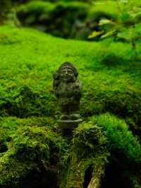 【愛媛】苔に癒される落ち着く空間☺️