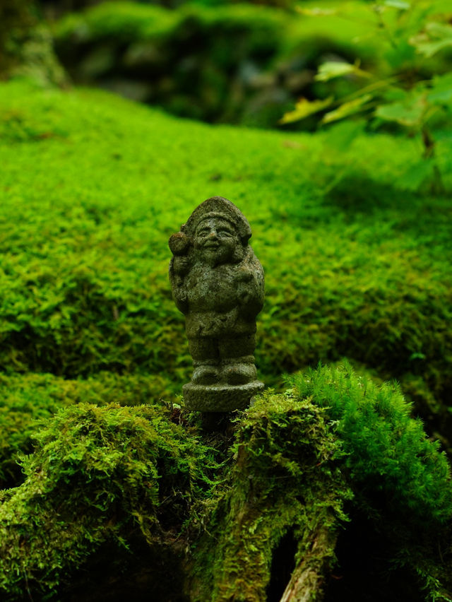 【愛媛】苔に癒される落ち着く空間☺️