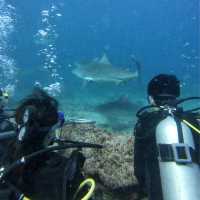 🦈 Shark Diving Experience in Fiji 🇫🇯 
