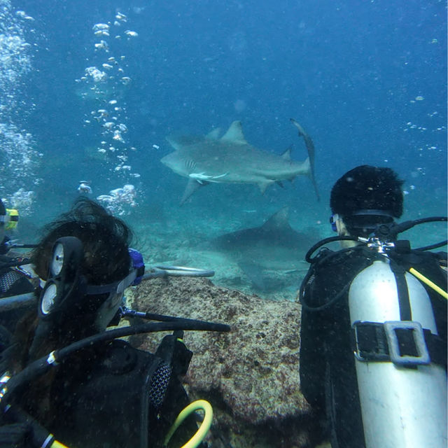 🦈 Shark Diving Experience in Fiji 🇫🇯 