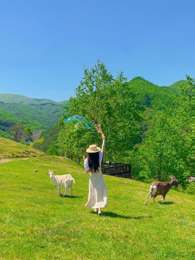 해발 800m에 위치한 한국의 K-알프스⛰️💚