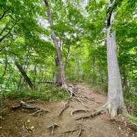 Maruyama: Sapporo's Scenic Hiking Gem