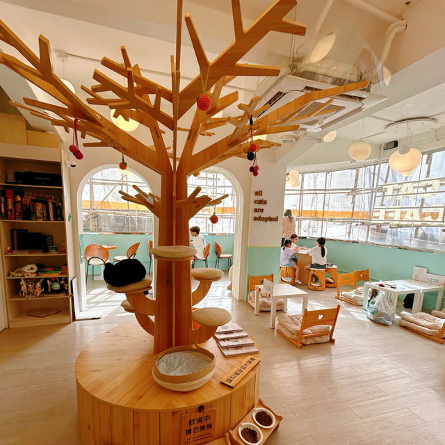 春日必訪貓貓cafe