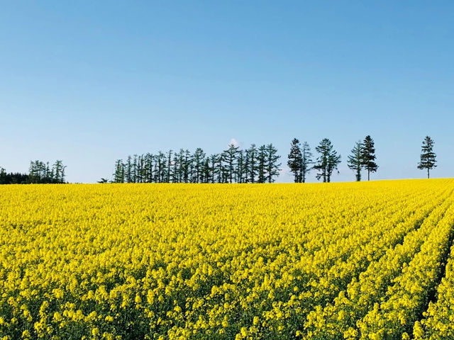 北海道瀧川市油菜花田