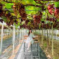 🍇 สวนองุ่นอิ่มสุข @ดอยสะเก็ด เชียงใหม่